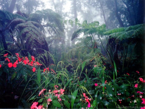 bEAUTIFUL rAIN fOREST WITH 29 aNIMALS
