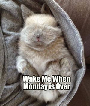 Monday Bunny Meme*day (Over it)
