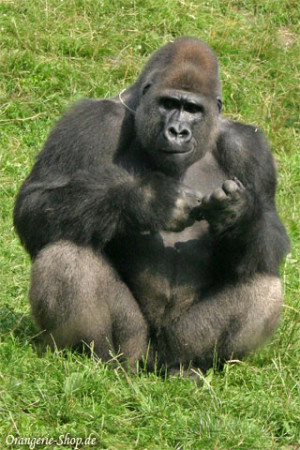 Gorilla Tiere Natur Credited