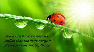 Ladybug Sayings