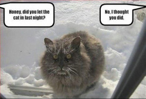 Funny photos funny cute cat freezing snow outside