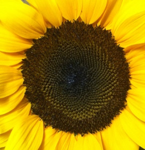 love the season of the sunflower, it’s truly a unique flower and ...