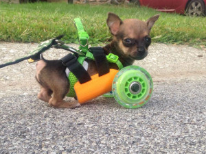 TurboRoo, a tiny Chihuahua who was born without his front legs is ...