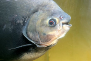 Large Freshwater Pet Fish Pacu