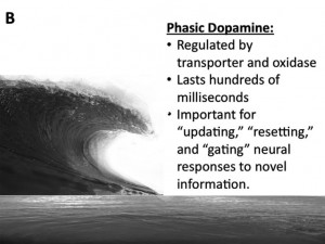 Meat, Organs, Bones and Skin