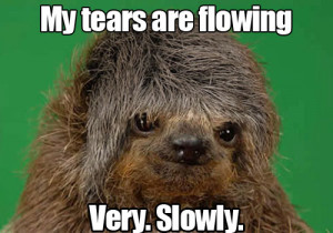 ... our pet sloth o harry the sloth sloth pervert funny sloth pic super