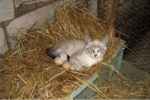 Cat you're not a chicken. What actually happened to the chicken....?