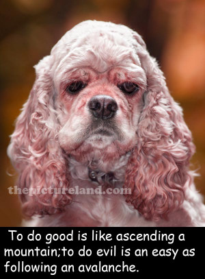 Motivational Quote Image With Cute Dog Picture