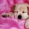 Picture Cute Dogs Sleeping...