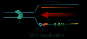 DNA Replication Clip Art