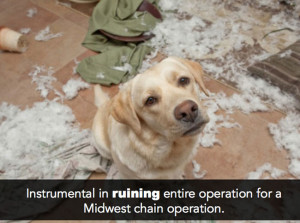 Related Pictures yorkie blog by yorkie splash and shine