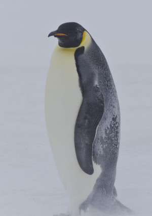 Emperor penguin at Davis station