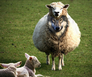 ... of the Congruence SAS will reveal you as a wolf in sheep’s clothing