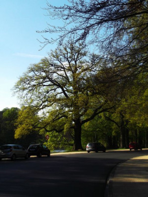 American Brussels Griffon