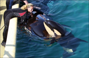 Swimming with killer whales in Marineland, France
