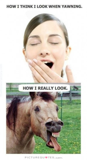 Horse Quotes Tired Quotes Yawning Quotes Yawn Quotes