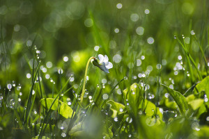 Fresh Spring Morning Dew Photograph