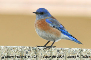 The American Robin Habitat