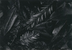 Fallen Leaves In The Rain, by Wynn Bullock 1951