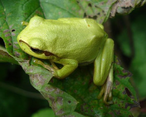 Happy Green Thursday