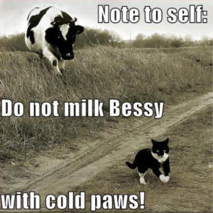 Animal Humor cat & cow funny