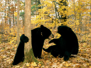 Black bears in autumn forest