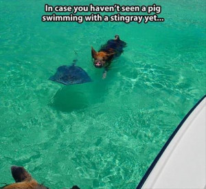 funny-pictures-pig-stingray