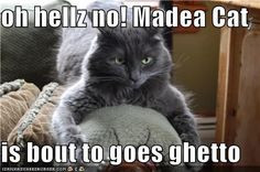 oh hellz no madea cat is bout to goes ghetto more madea cat funny ...