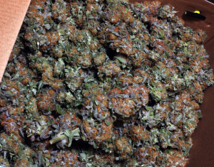 ape here is pics of my grape ape this was my first time with her and ...