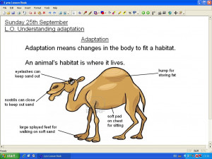 Animal Adaptations...