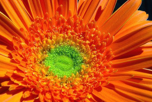orange daisy flower with green eye photo.jpg