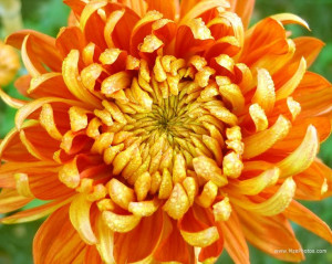 november birth flower- chrysthenthemumHappy Birthday, Seasons, Orange ...