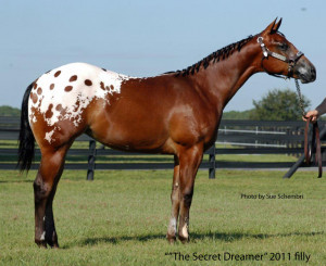 Blanket Appaloosa Horses