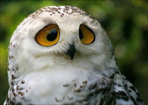 Funny Photos: Voraciously Hungry Birds