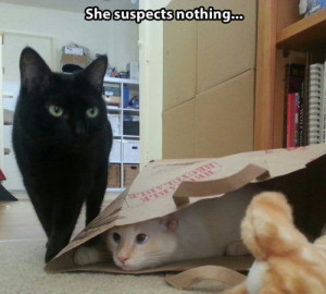 Sneaky cat.
