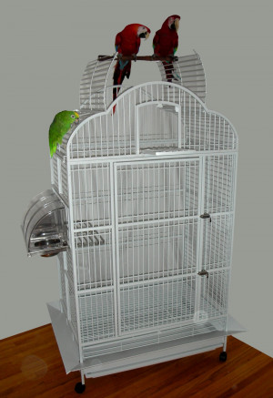 Bird Quotes Cage Conceptual Freedom Quote