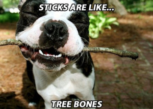 When Dogs Get High You Get These Hilarious Memes (19 pics)