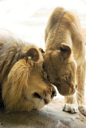 86) lion love | Tumblr