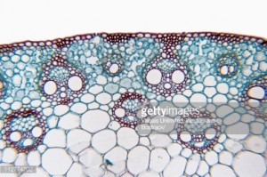 Cross section of a Corn stem showing vascular bundles Zea mays a