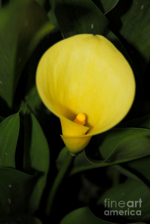 Calla Lily Photograph Paulo