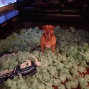 Dog Stares As If It’s Your Fault For Buying It Such a Weak Bed