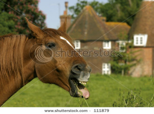 Horse Laughing Heard Good Joke Pictures And Stock Photos