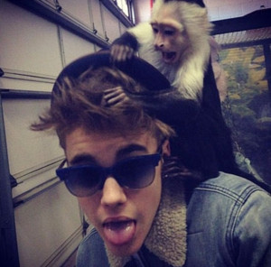 Monkey business: Justin Bieber's beloved monkey Mally has been seized ...