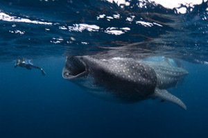 Un plongeur avalé par un requin baleine