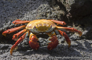 light-foot crab - photo/picture definition - light-foot crab word and ...