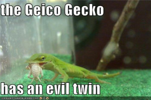 Funnyimage The Envy Lizard Images Geico Most Hilarious Funny