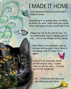 of a pet quotes cat cat loss pets memories pets loss cat death quotes ...