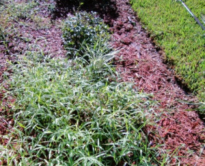 next is an area i am quite proud of in the back i have an amaryllis ...