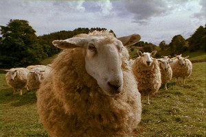 sheep Quotes and Sound Clips