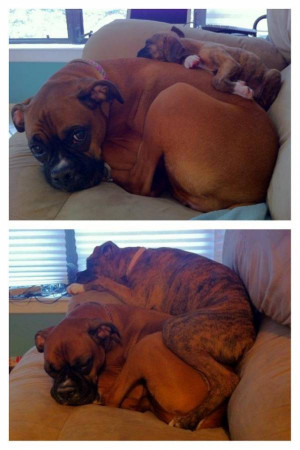 Our boxer puppy laying on our adult boxer, 3 months apart